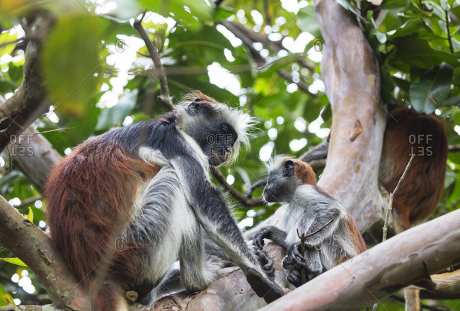 About Browntours and safaris
